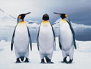 Пингвины - алмазная живопись на подрамнике DV-11514-14