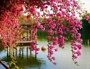 Цветы на водой - алмазная живопись на подрамнике