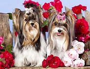 Две подружки - алмазная живопись на подрамнике  DV-951114